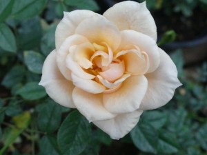 LESLIE ANN (miniature)